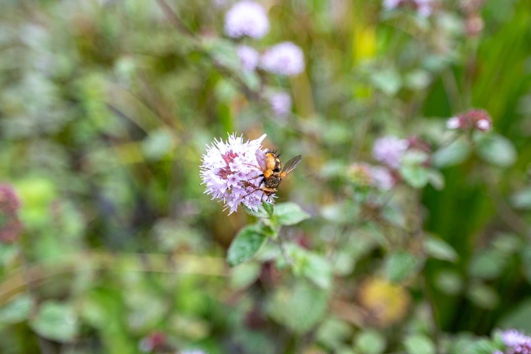 Foto 67 van Sterkenburgerlaan 18-A