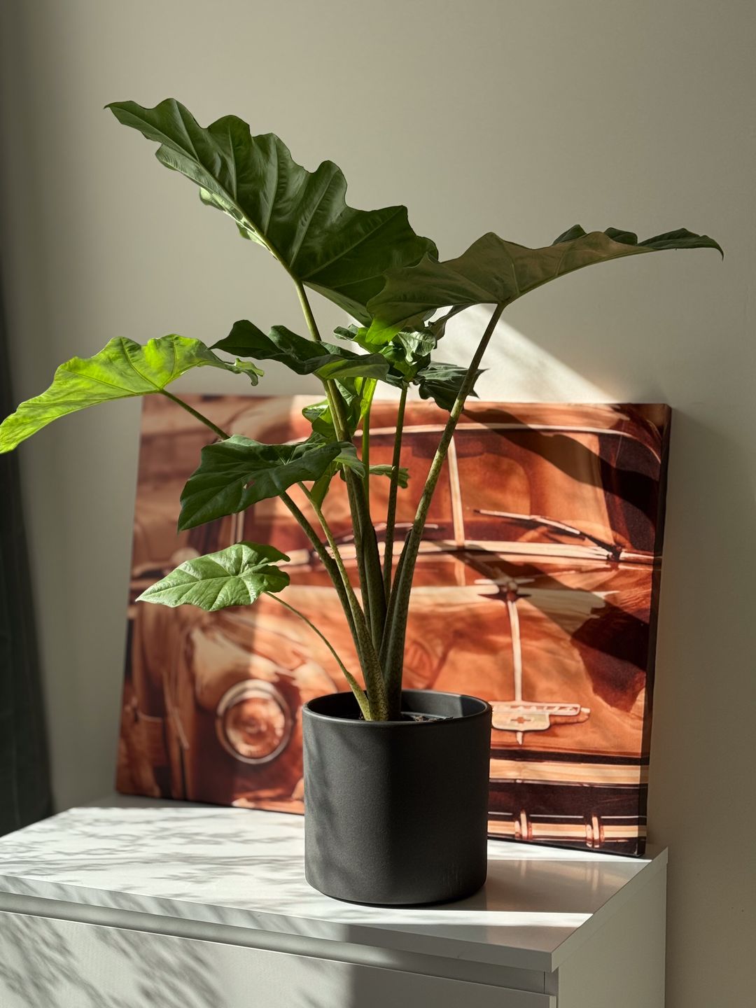 Foto 16 van Agrippinastraat 25