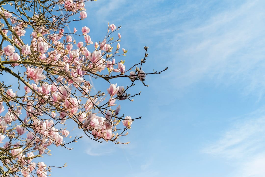 Photo 43 of van Hogendorplaan 5