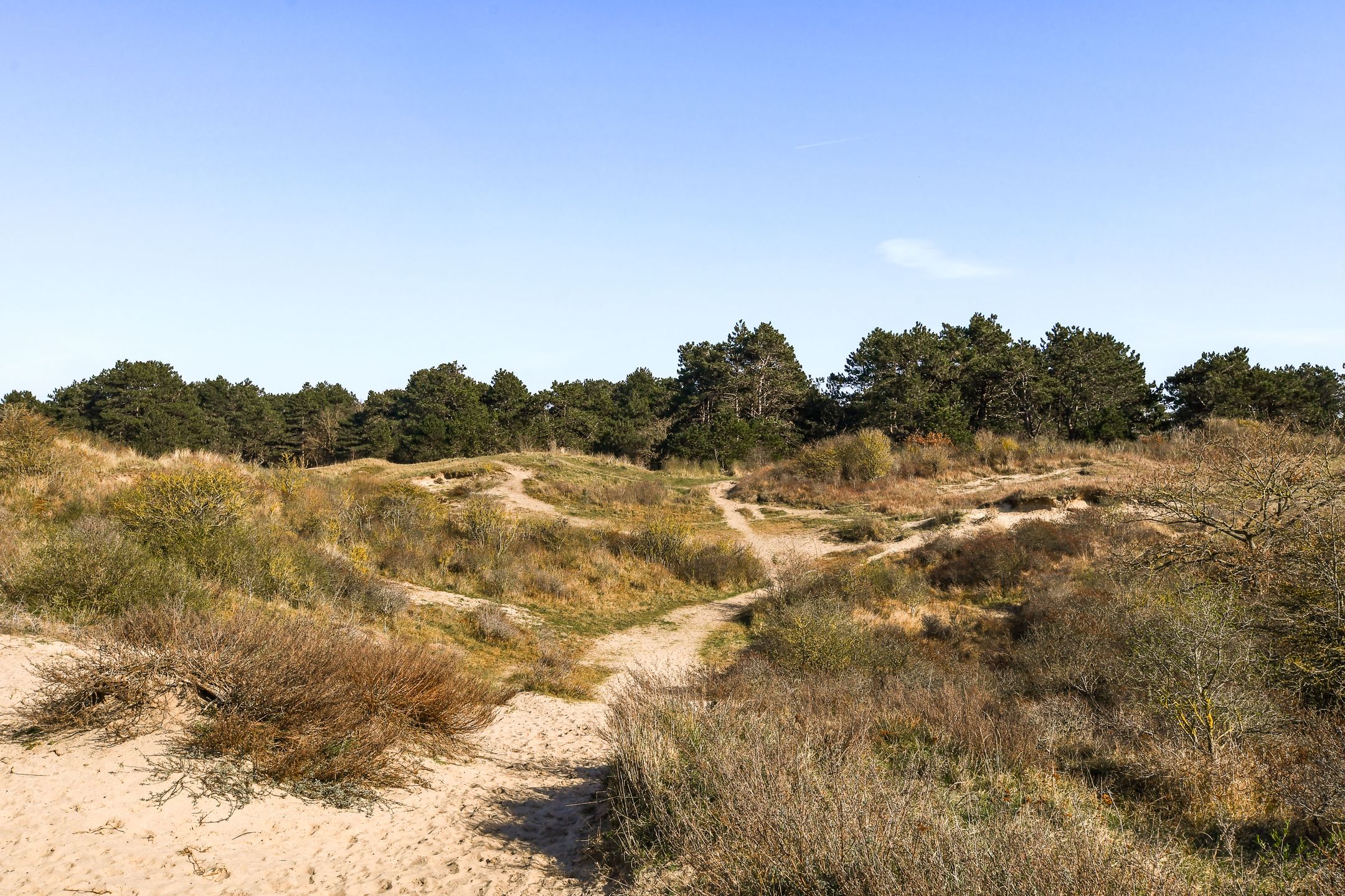 Foto 36 van Frans Zwaanstraat 2