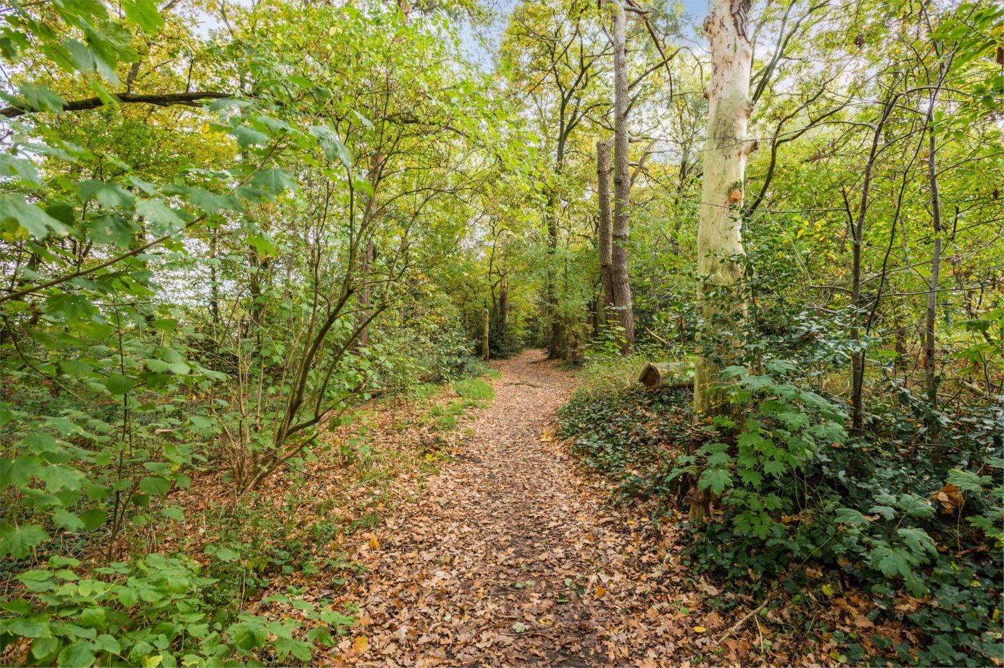 Foto 85 van Sportlaan 32