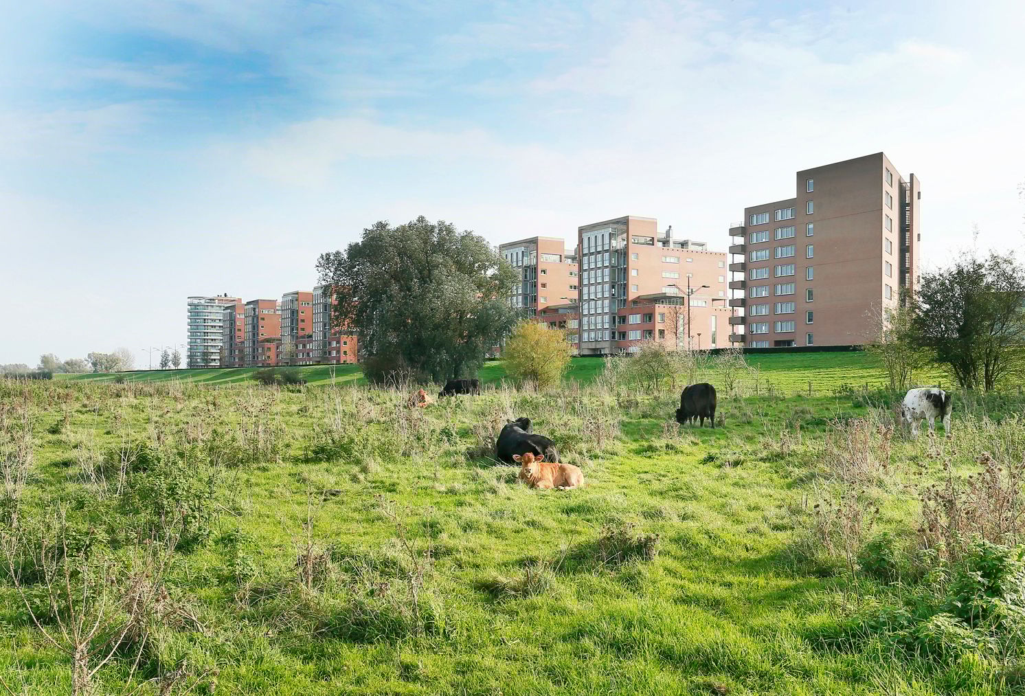 Photo 18 of Schout van Doernestraat 54