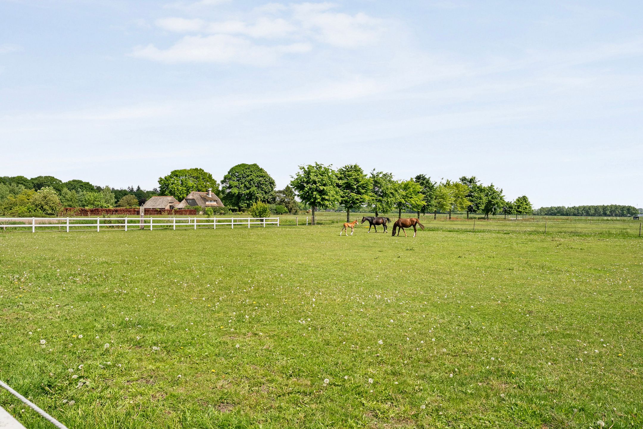 Spacious Country House with Guest Accommodation and Equestrian Facilities in Ommen — 111