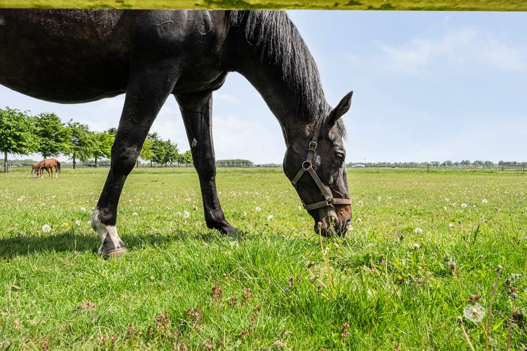 Spacious Country House with Guest Accommodation and Equestrian Facilities in Ommen — 88