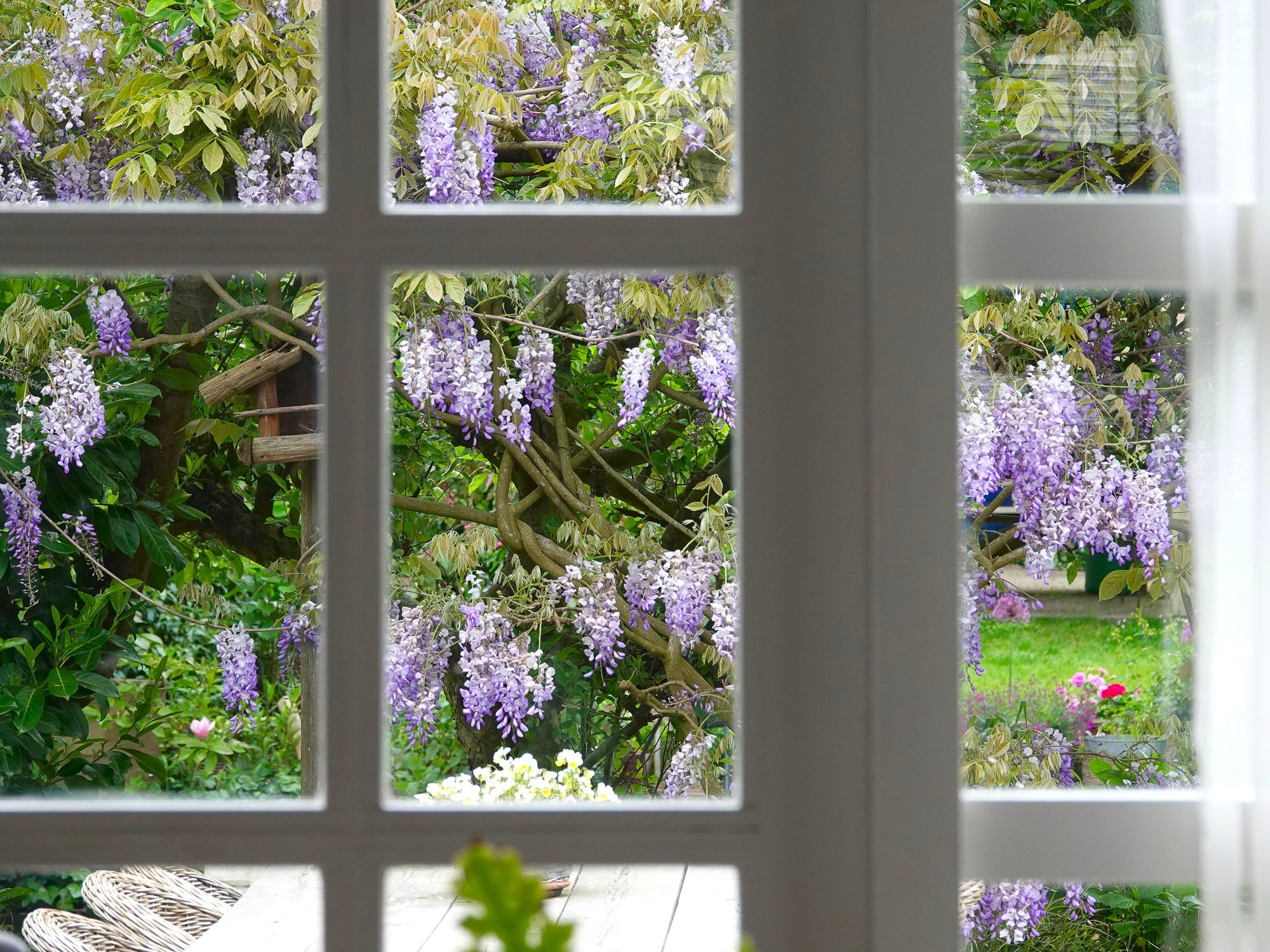 Foto 9 van Eidereend 11