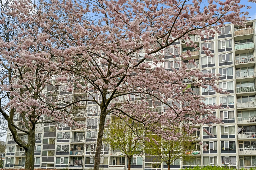 Foto 46 van Dommeringdreef 77