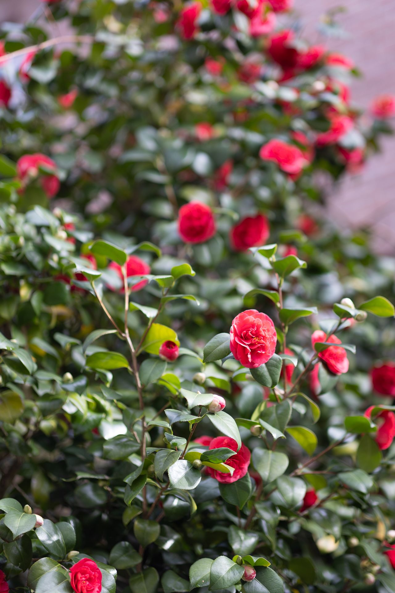 Foto 54 van Adriaen van der Doeslaan 9