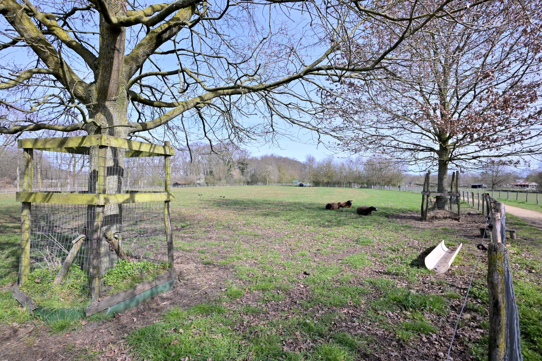 Foto 48 van Lijster 3