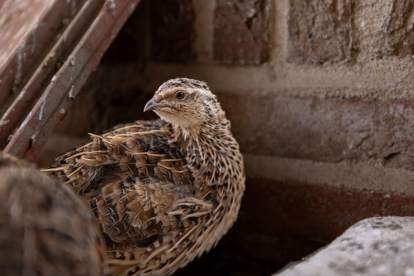 Foto 40 van Hopland 42