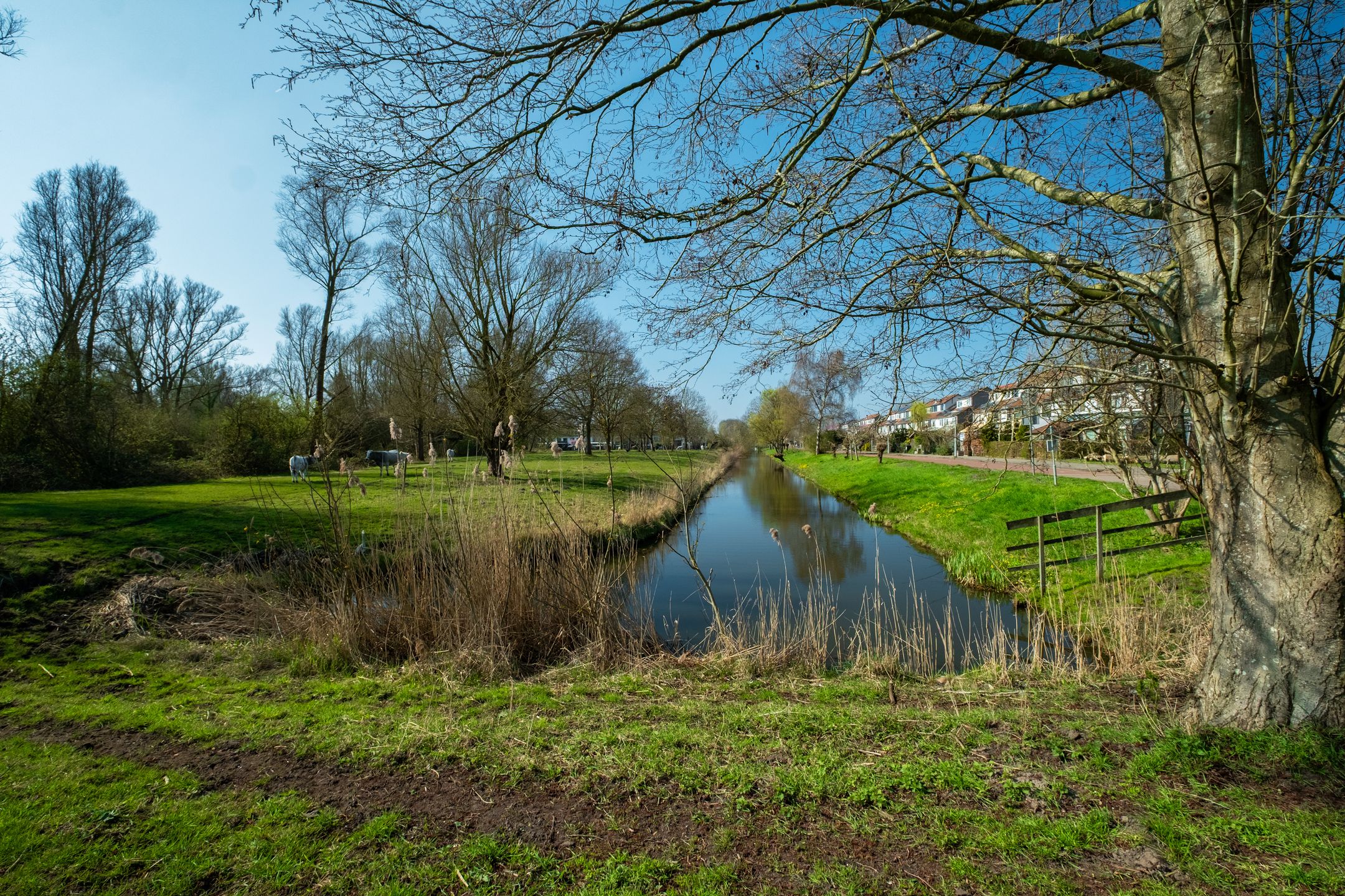 Foto 6 van Lambert Rimastraat 58