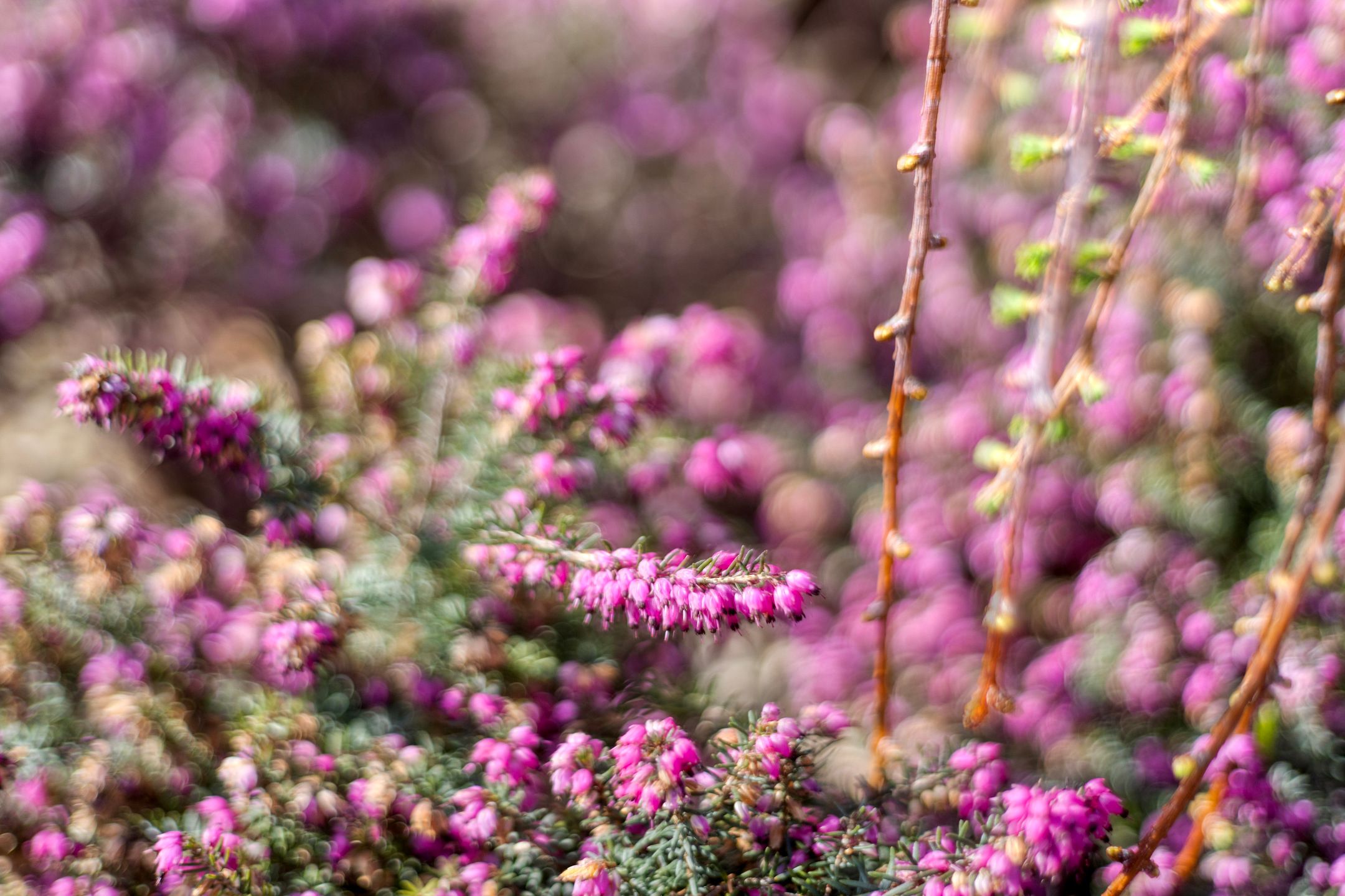 Foto 30 van Molenaar 37