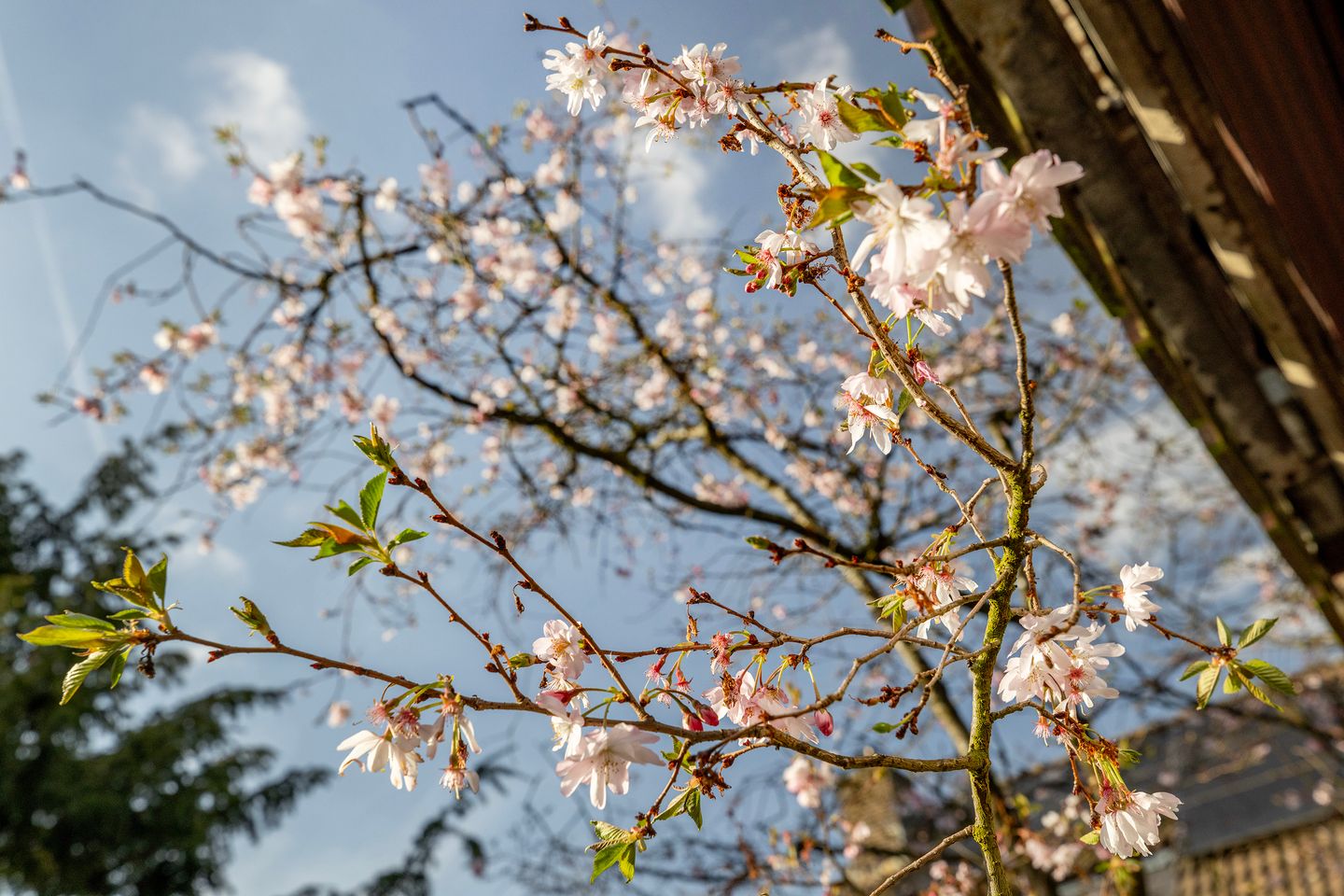 Foto 50 van Roos van Dekama erf 15