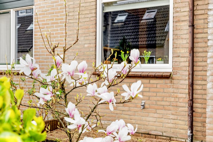 Foto 5 van Zwanebloem 22
