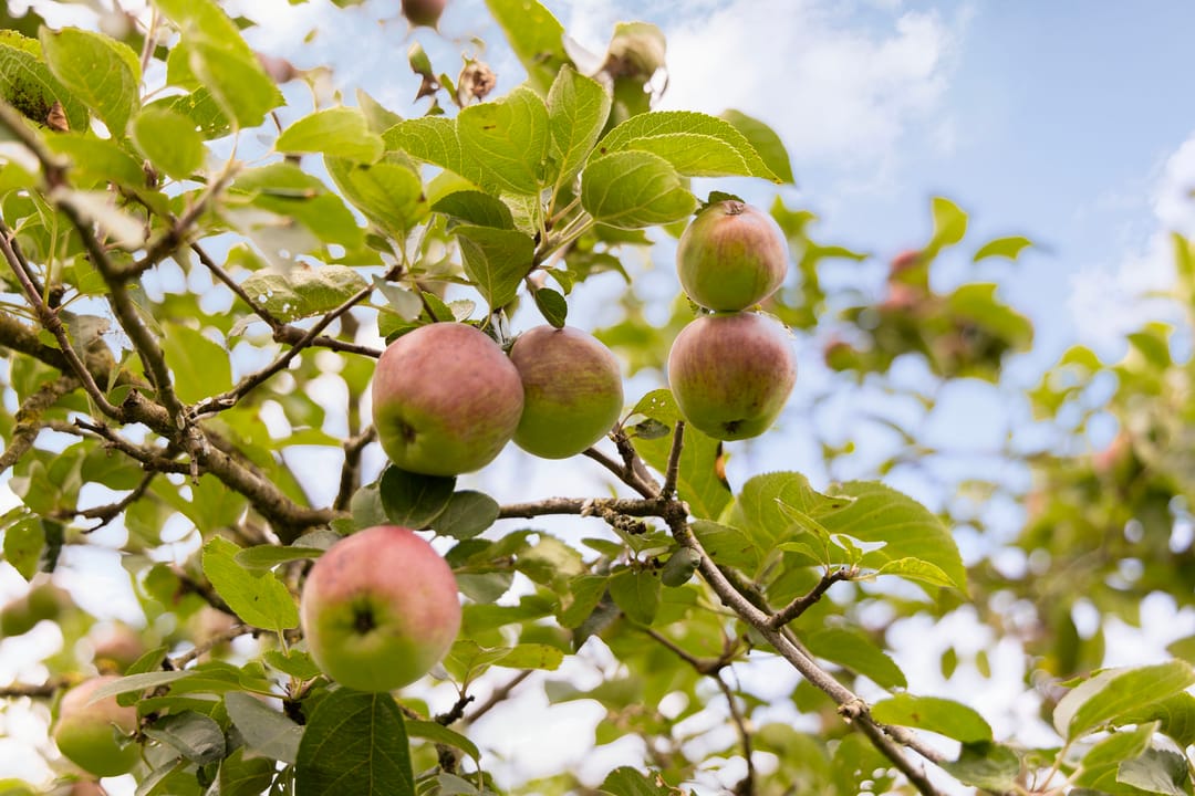 Foto 53 van Mosselseweg 12