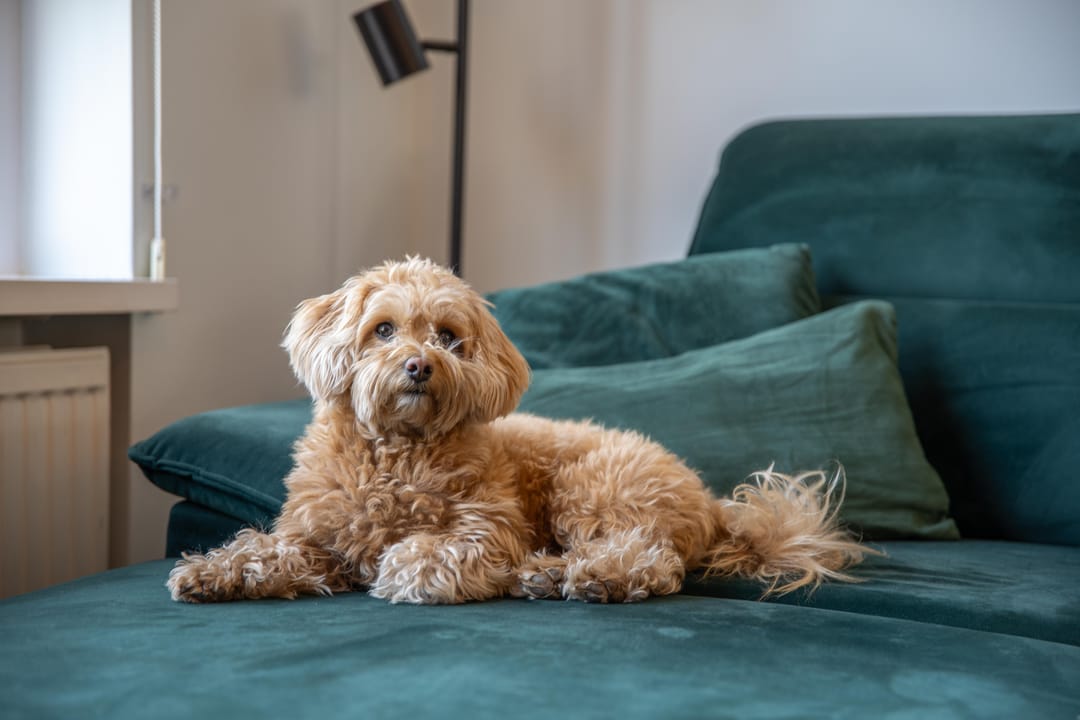 Foto 16 van Jan Vermeerstraat 10