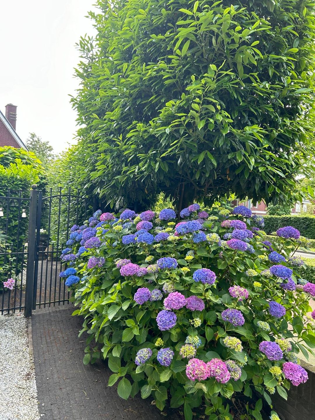 Foto 53 van Koolwitje 2