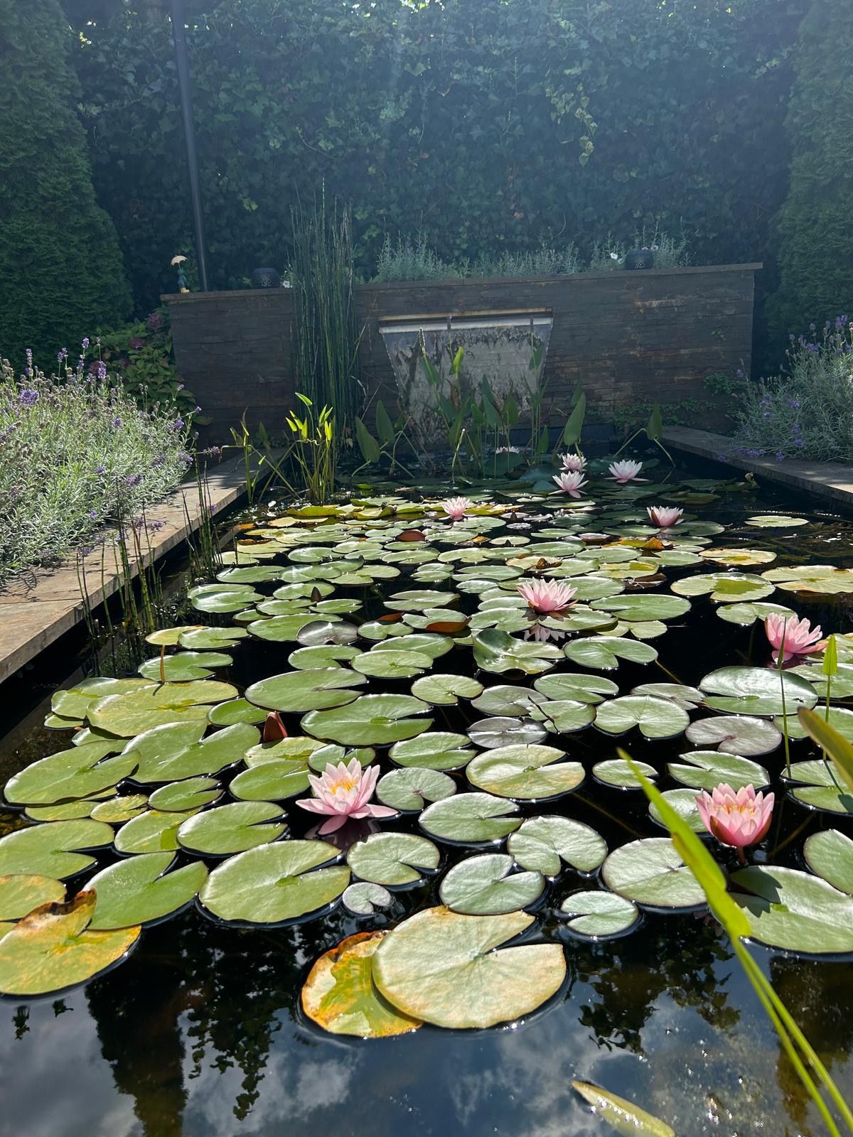 Foto 54 van Koolwitje 2