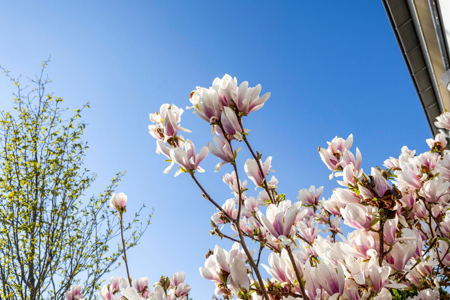 Foto 40 van Meester Broerensingel 1