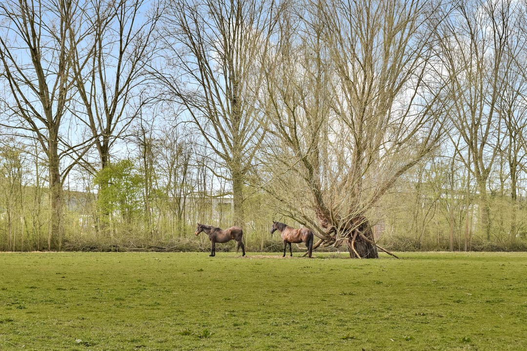 Foto 17 van Wielhovenstraat 6