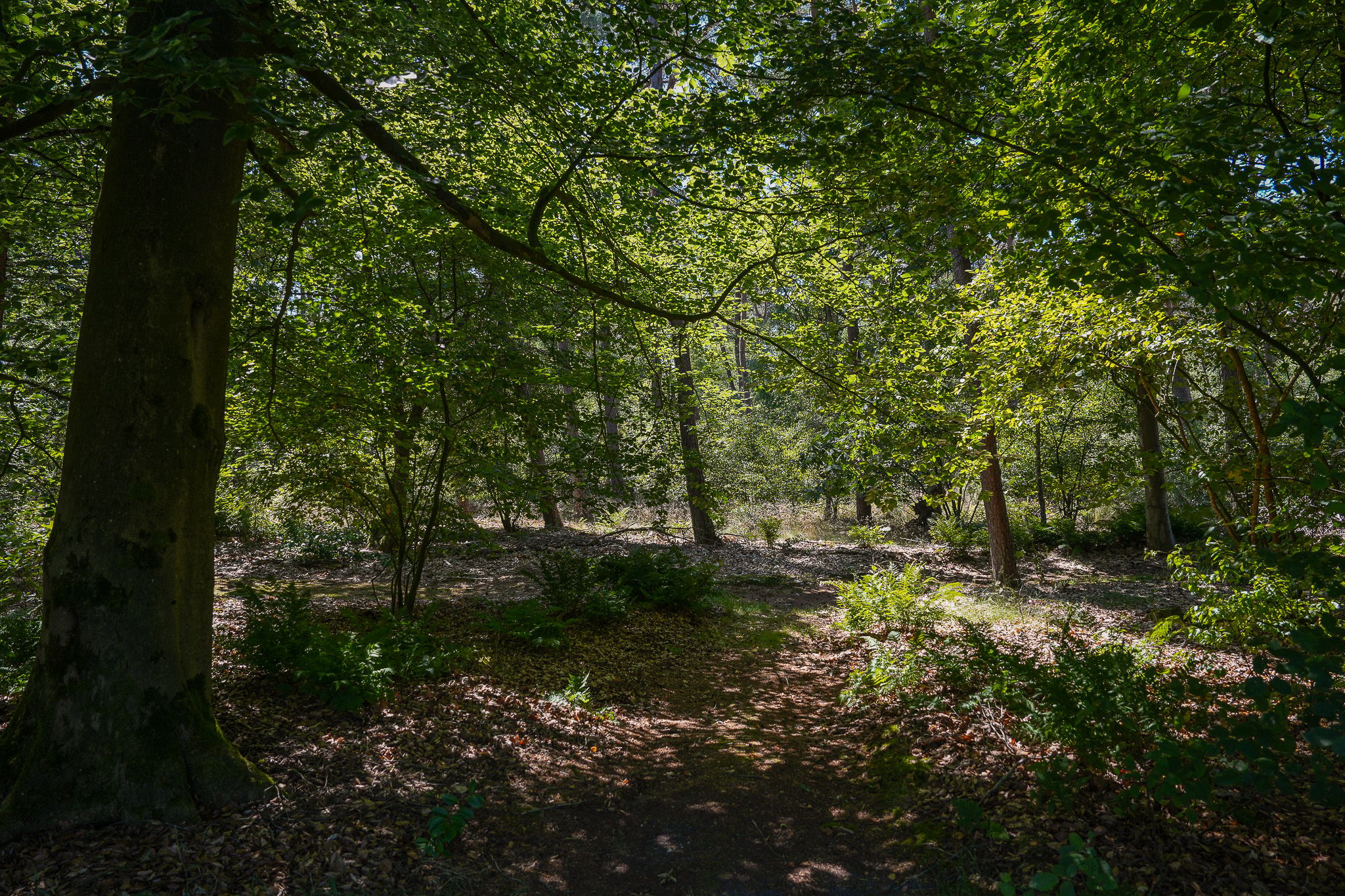 Foto 54 van Rijssenseveld 7