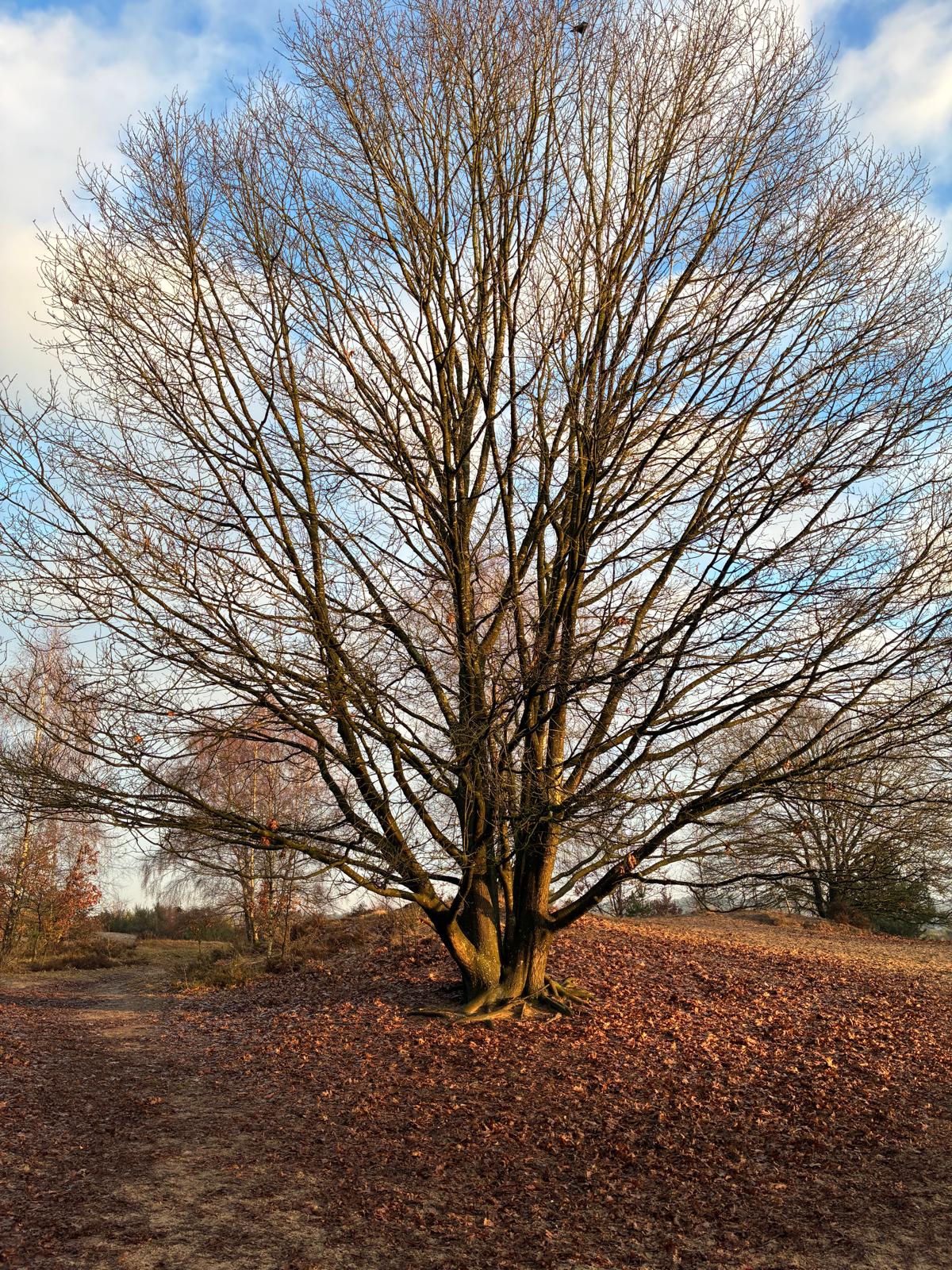 Foto 45 van Enkweg 32