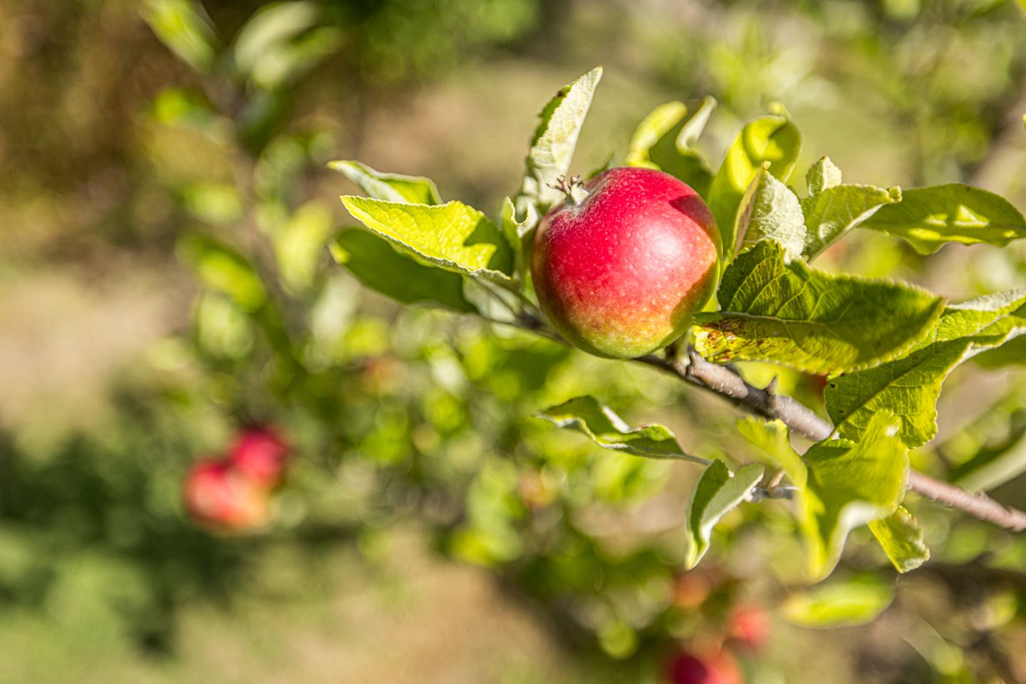 Foto 74 van Reijmerstokkerdorpsstraat 127