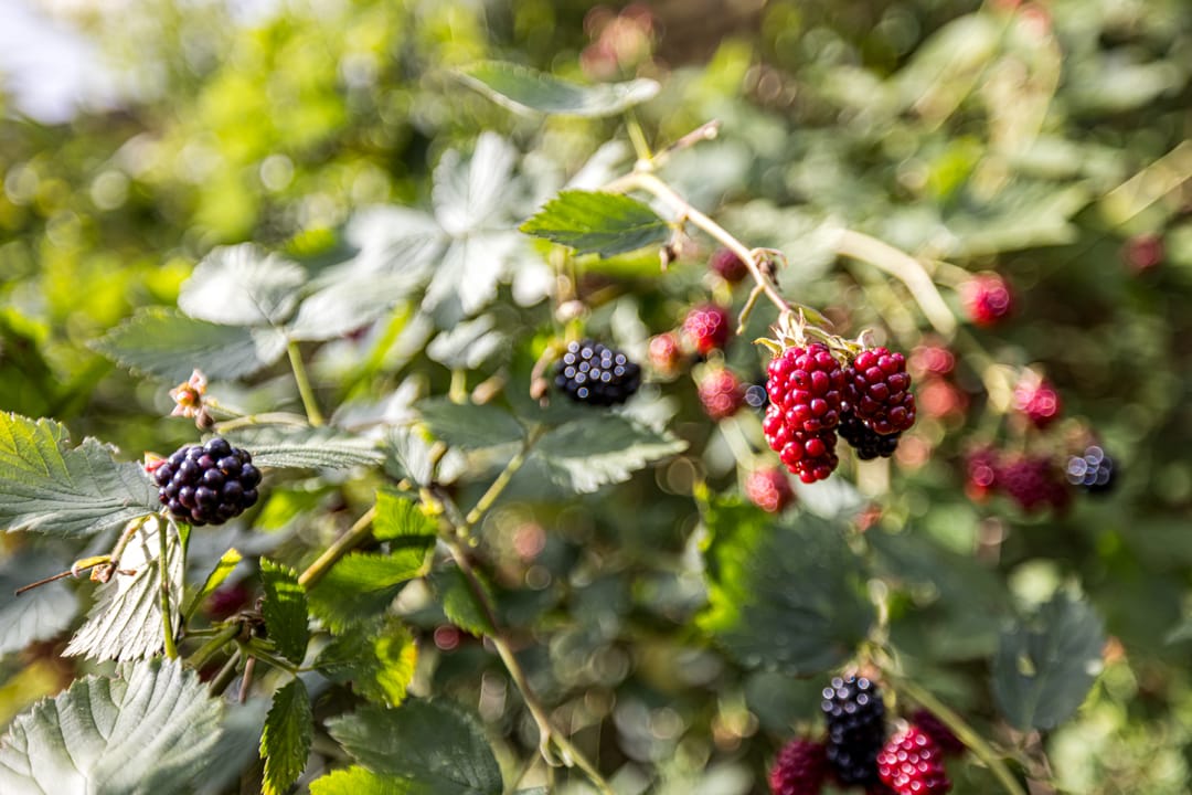 Foto 77 van Reijmerstokkerdorpsstraat 127