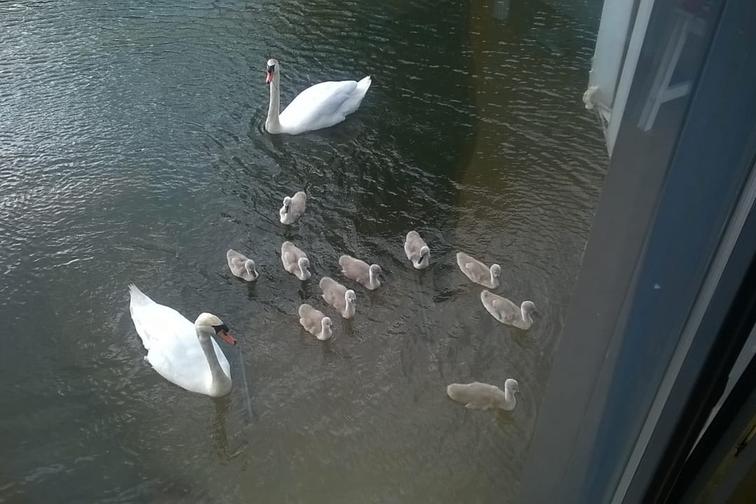 Foto 38 van Gouderaklaan 22