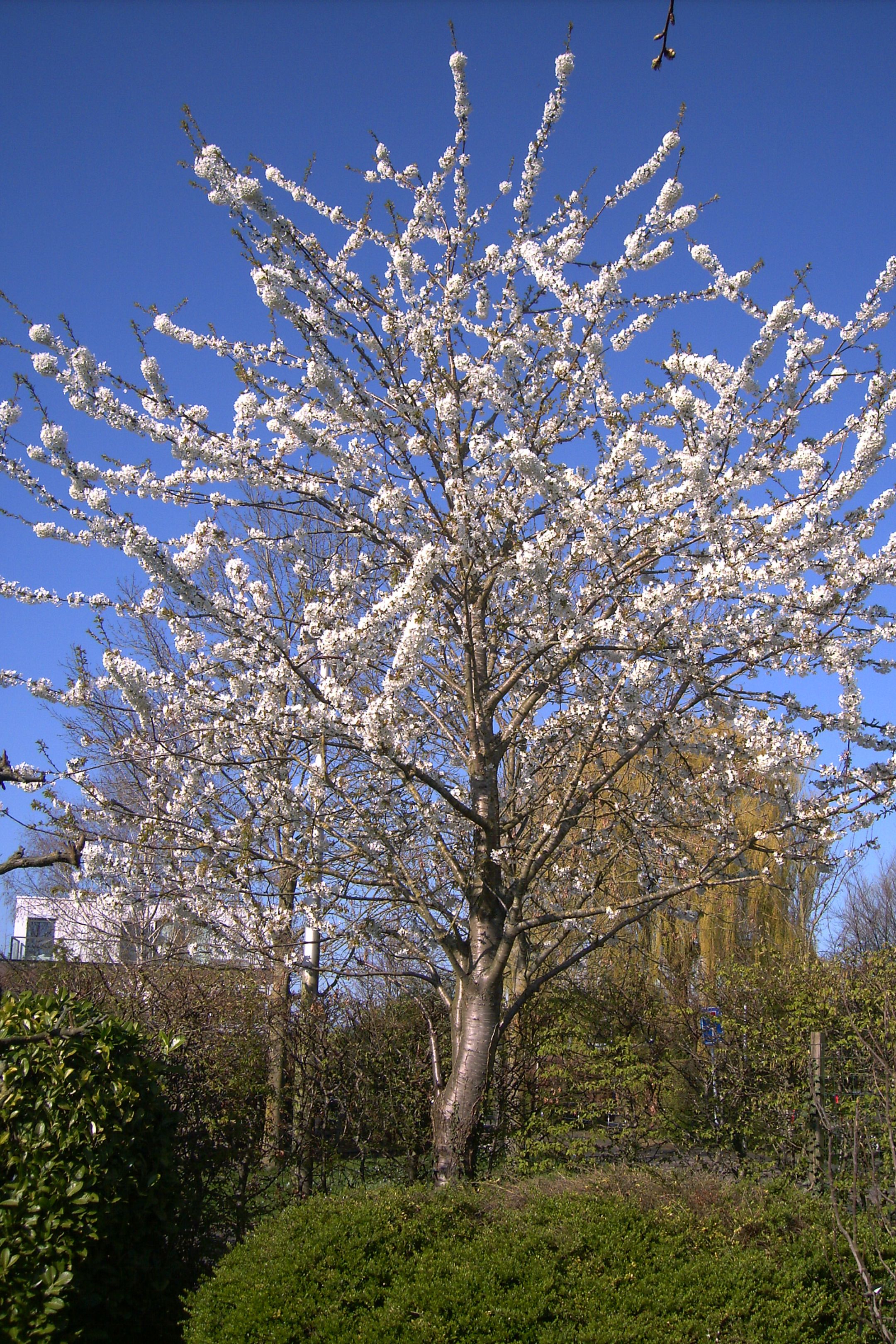 Foto 39 van Gouderaklaan 22