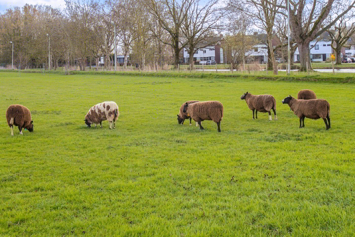 Photo 40 of Esdoornlaan 17