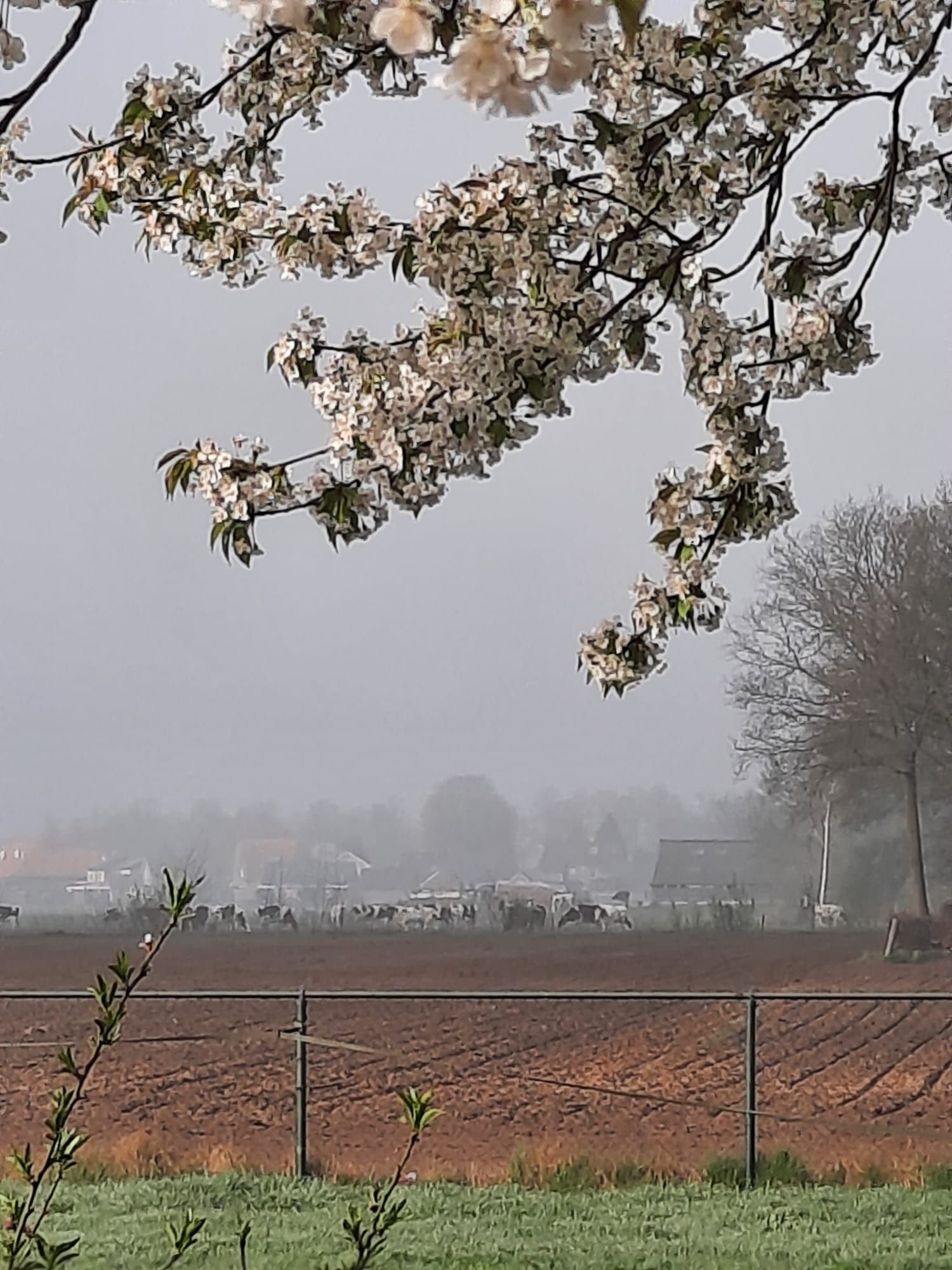 Foto 66 van Lactariaweg 30