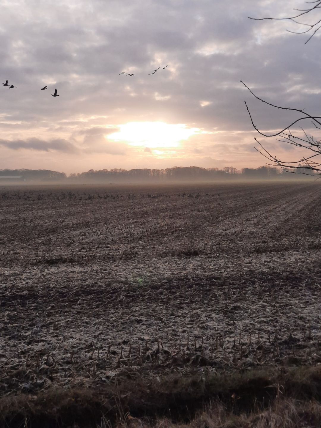 Foto 67 van Lactariaweg 30