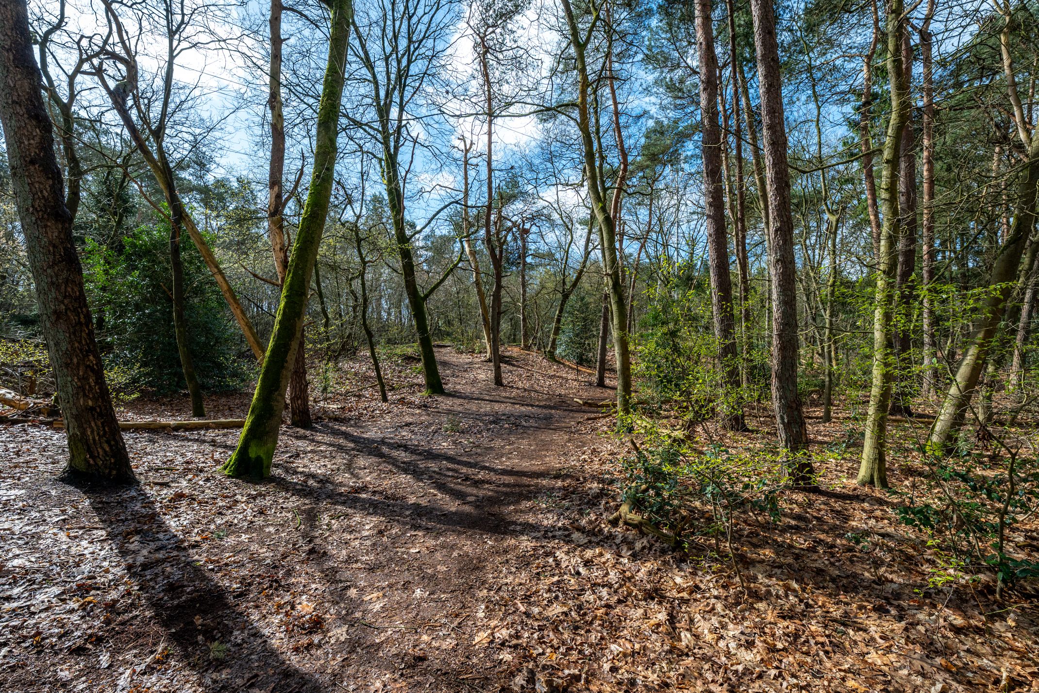 Foto 33 van Berkenlaan 25