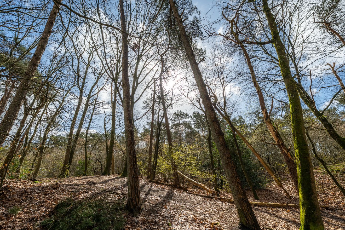 Foto 34 van Berkenlaan 25