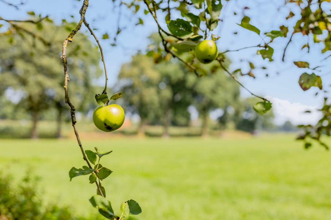 Foto 82 van Batsdijk 24