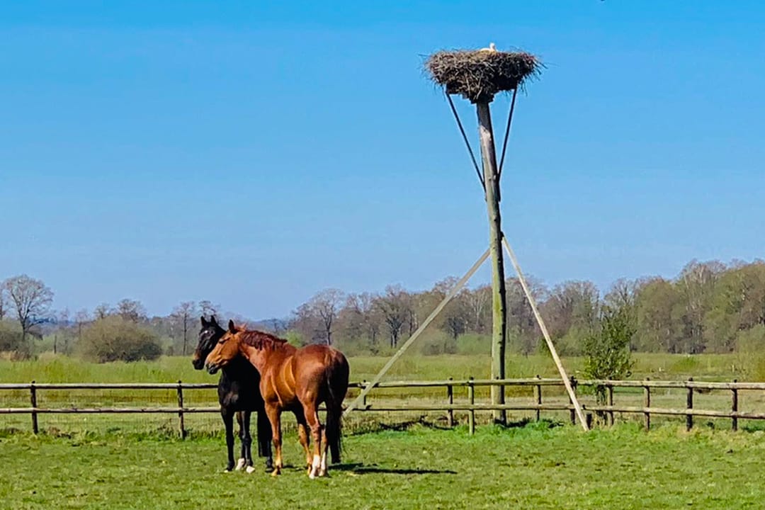Charmante woonboerderij met gastenverblijf en paardenfaciliteiten op ruim 3 hectare — 91
