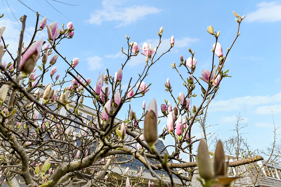 Foto 7 van Merellaan 4