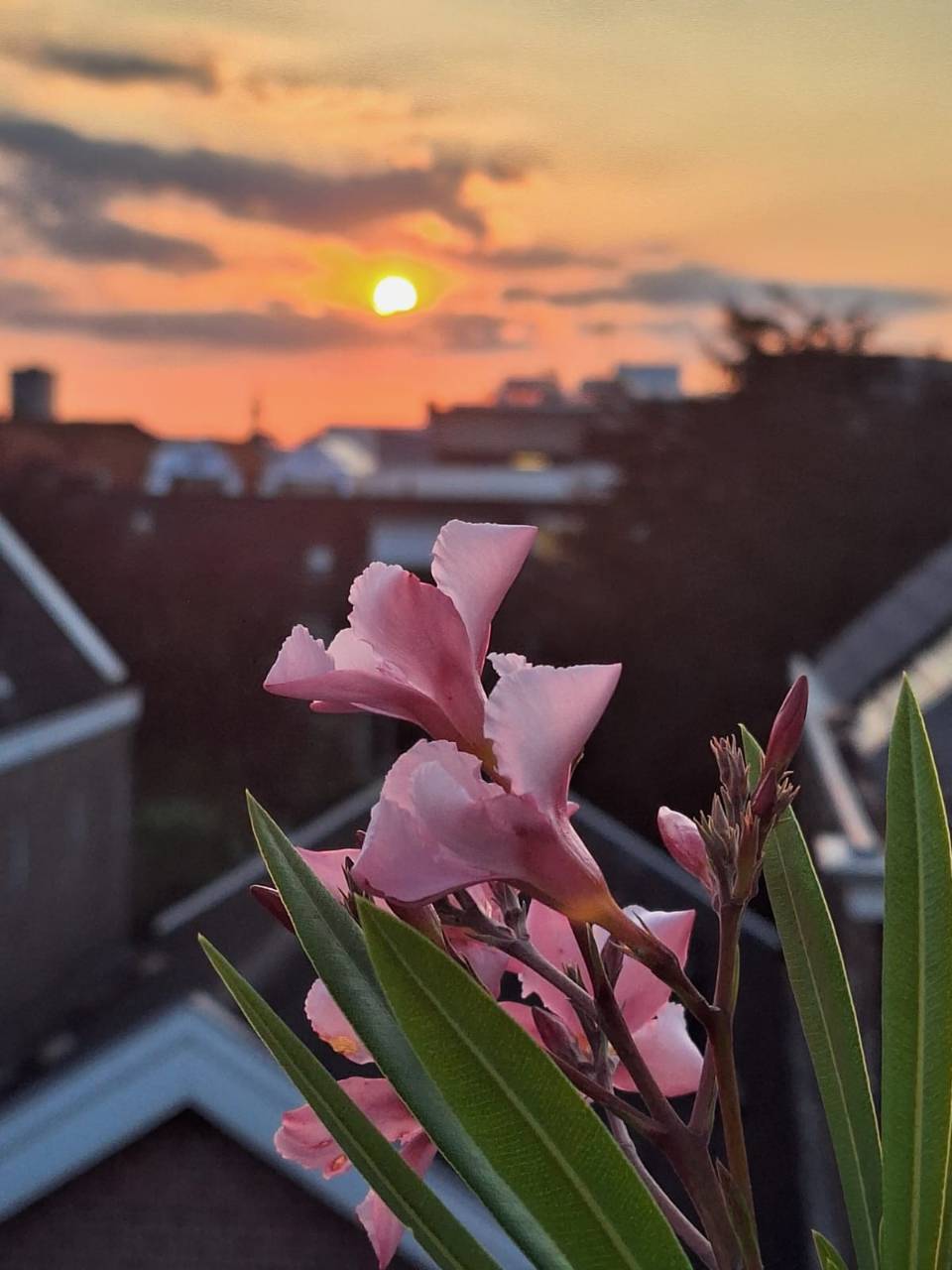 Penthouse with Large Roof Terrace Near Dordrecht Centre — 43
