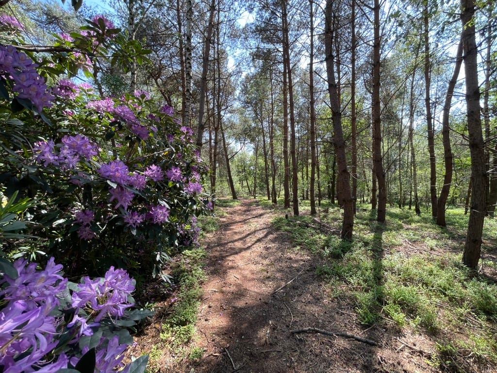 Foto 57 van Renheide 2