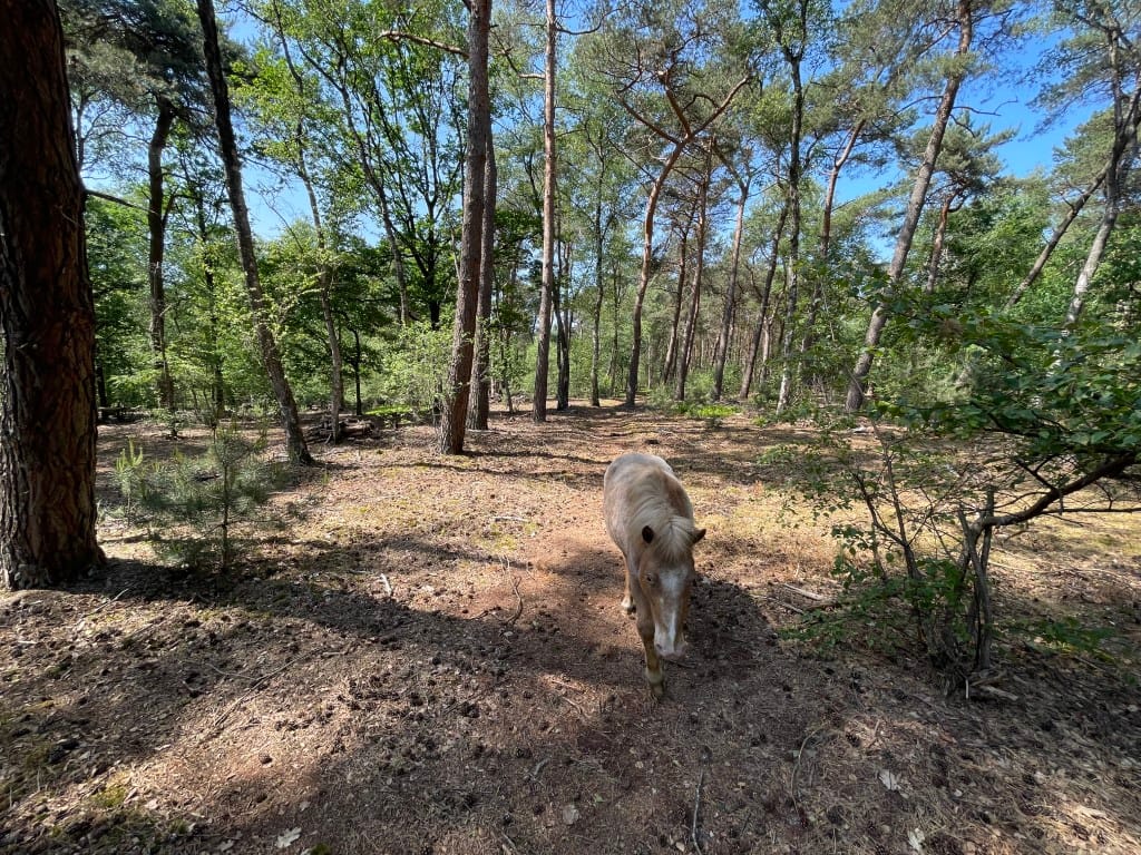 Foto 49 van Renheide 2