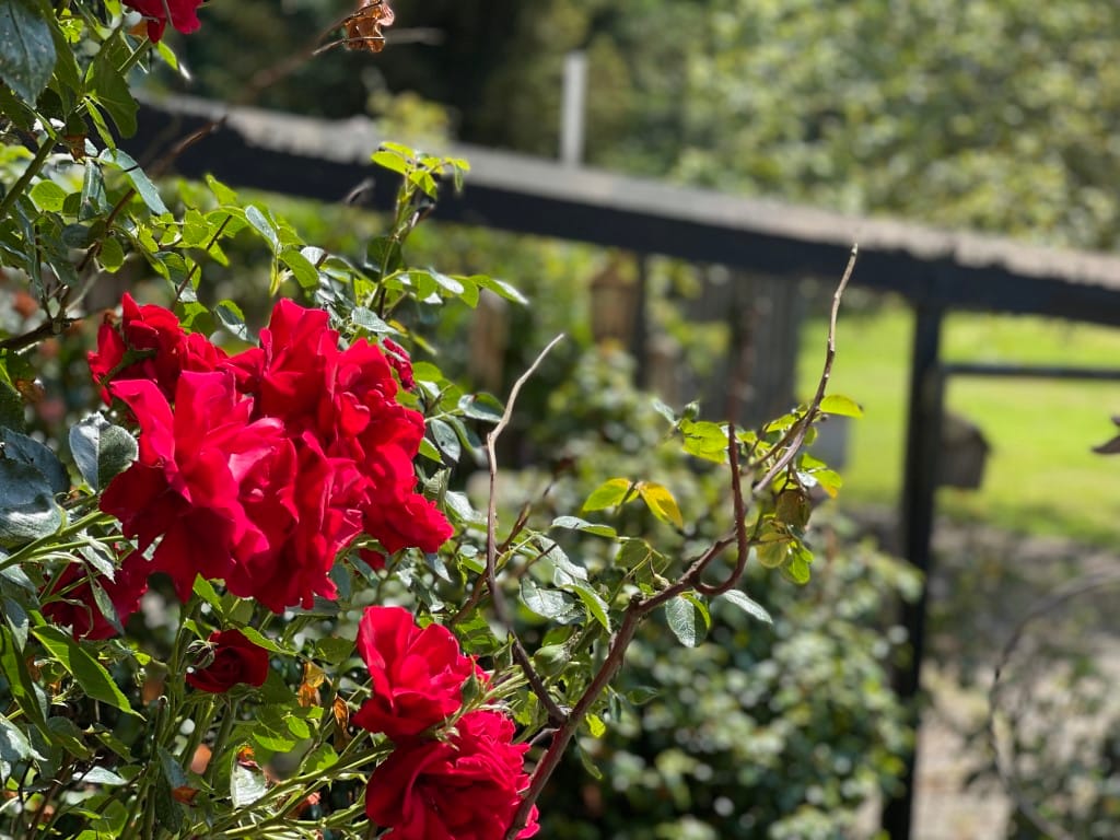 Foto 25 van Renheide 2