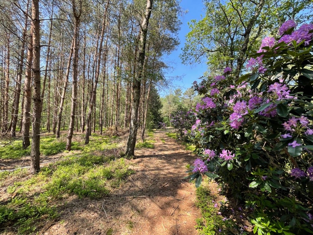 Foto 55 van Renheide 2