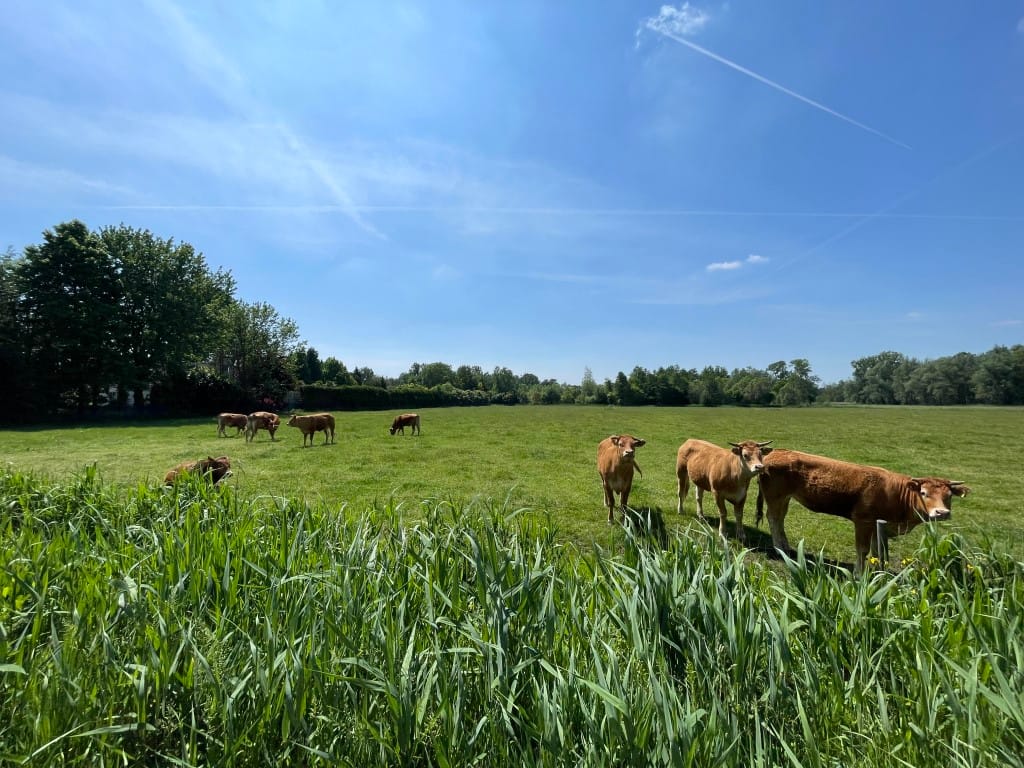 Foto 89 van Renheide 2