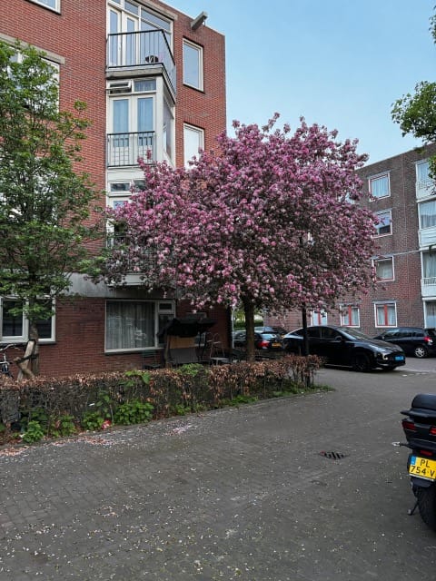 Photo 36 of Sibogastraat 93