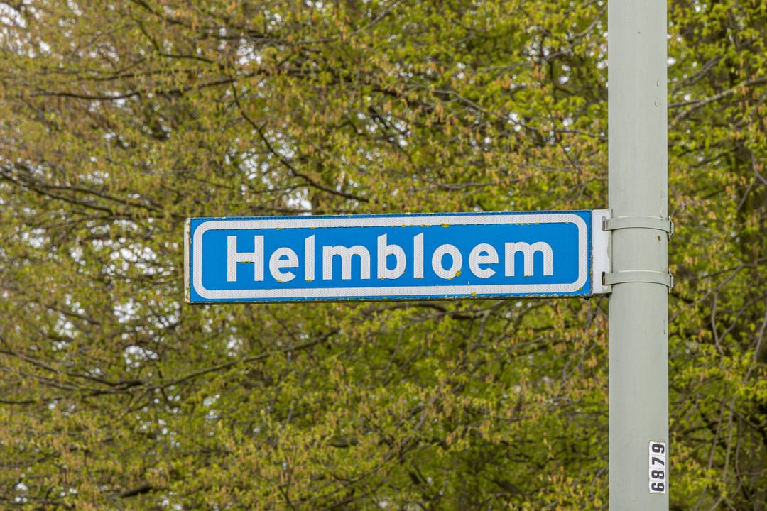 Foto 2 van Helmbloem 7