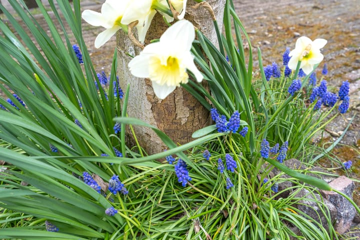 Photo 3 of Buurtweg 31