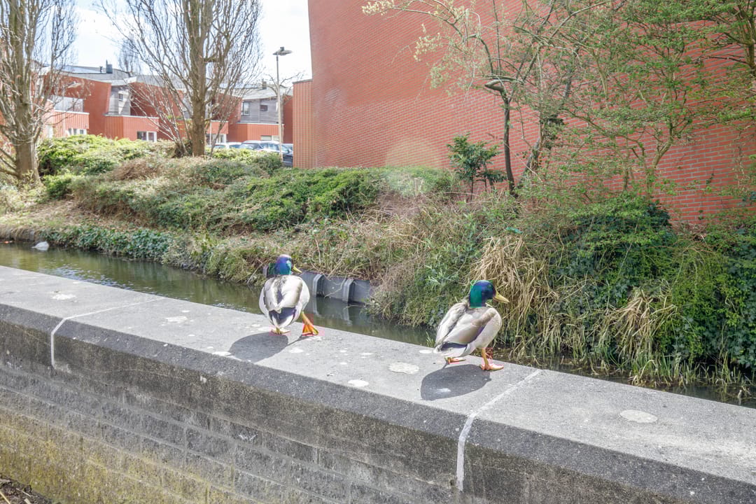 Photo 43 of Ganzeneiland 1