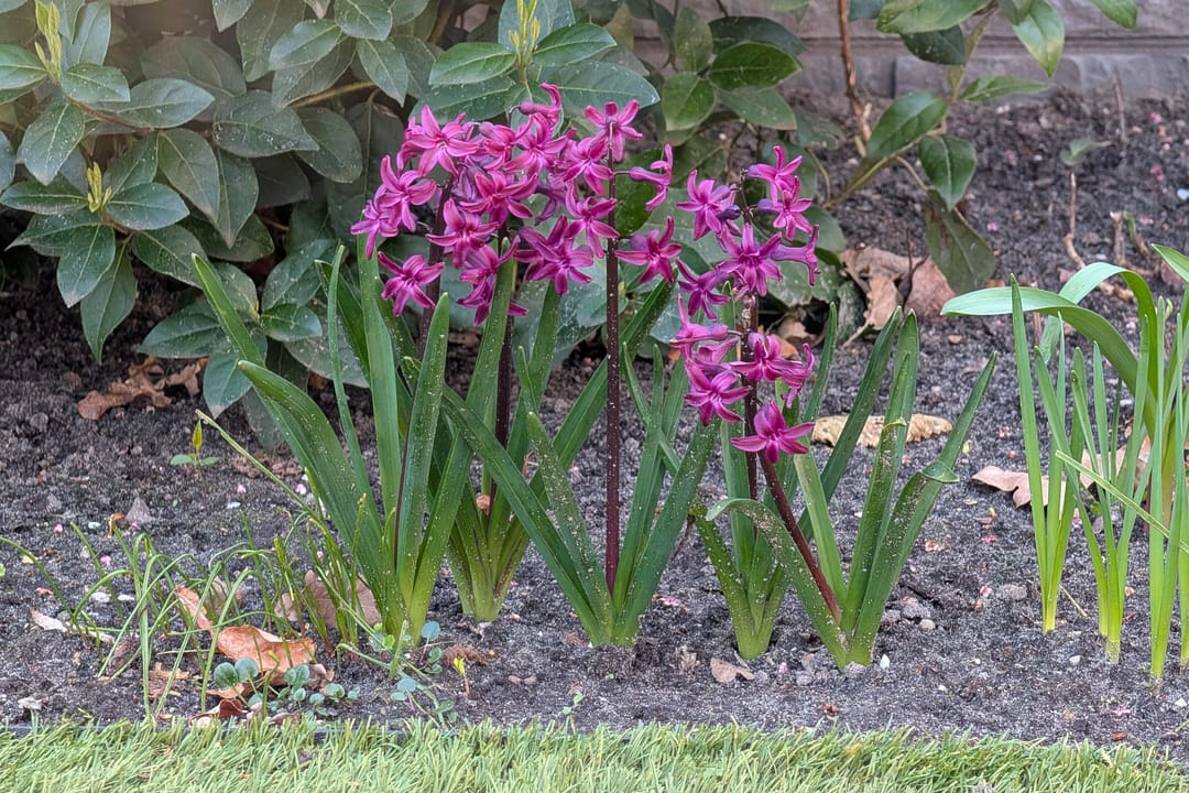 Foto 46 van Belfeldstraat 2