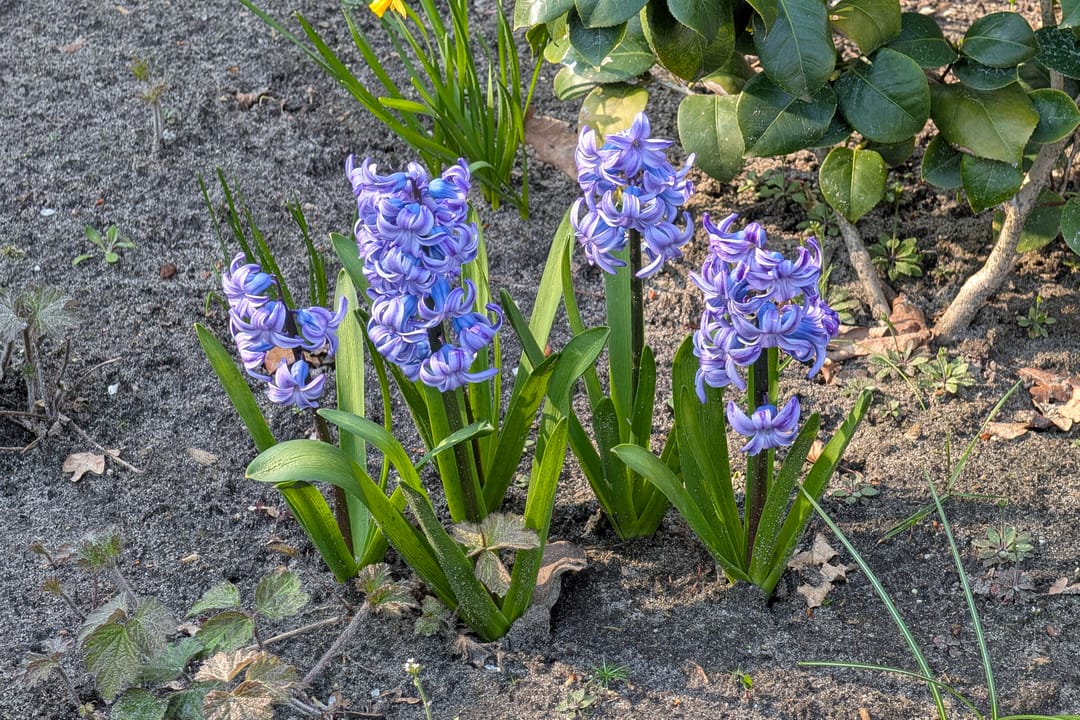 Foto 41 van Belfeldstraat 2