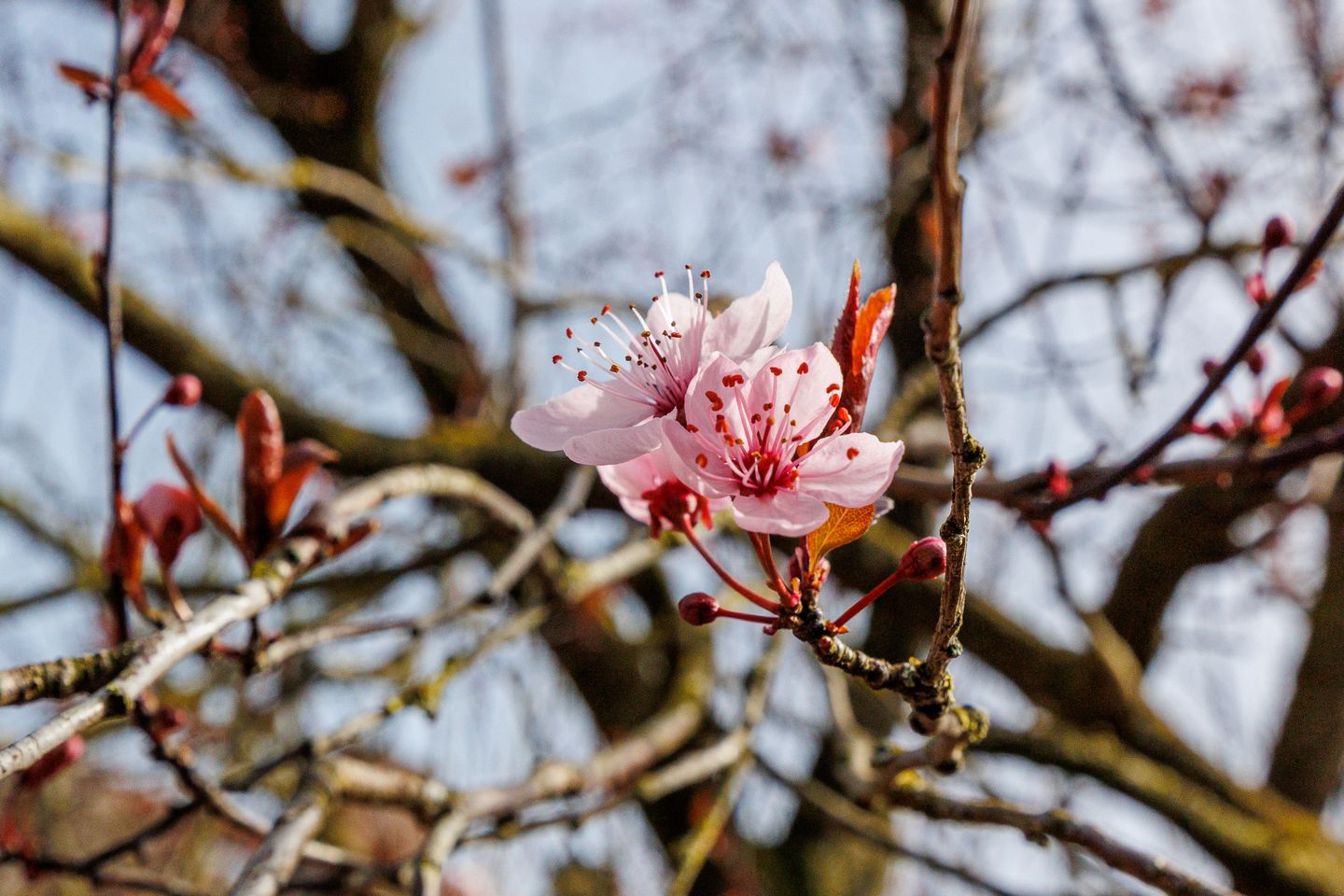 Foto 50 van Gildenstraat 10